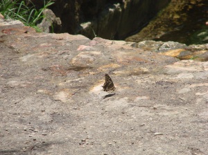 Butterfly looking for water on the rocks by the river